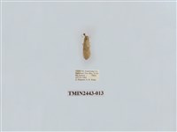 藏品(燈蛾29)的圖片